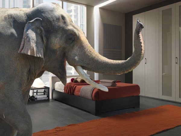 Elephant in the bedroom!